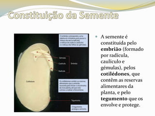 Constituição da SementeA semente é constituída pelo embrião (formado por radícula, caulículo e gémulas), pelos cotilédones, que contêm as reservas alimentares da planta, e pelo tegumento que os envolve e protege.