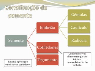 Constituição da sementeContêm reservas alimentares que vão iniciar o desenvolvimento do embriãoEnvolve e protege o embrião e os cotilédones