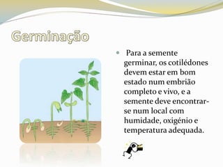 GerminaçãoPara a semente germinar, os cotilédones devem estar em bom estado num embrião completo e vivo, e a semente deve encontrar-se num local com humidade, oxigénio e temperatura adequada. 