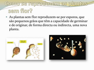 Como se reproduzem as plantas sem flor?As plantas sem flor reproduzem-se por esporos, que são pequenos grãos que têm a capacidade de germinar e de originar, de forma directa ou indirecta, uma nova planta.