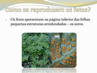 Como se reproduzem os fetos?Os fetos apresentam na página inferior das folhas pequenas estruturas arredondadas – os soros.