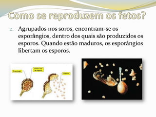 Agrupados nos soros, encontram-se os esporângios, dentro dos quais são produzidos os esporos. Quando estão maduros, os esporângios libertam os esporos.Como se reproduzem os fetos?