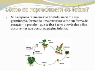Se os esporos caem em solo húmido, iniciam a sua germinação, formando uma estrutura verde em forma de coração – o protalo – que se fixa à terra através dos pêlos absorventes que possui na página inferior.Como se reproduzem os fetos?