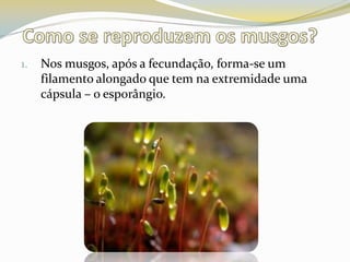 Como se reproduzem os musgos?Nos musgos, após a fecundação, forma-se um filamento alongado que tem na extremidade uma cápsula – o esporângio. 
