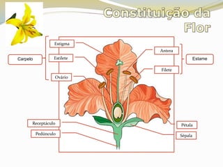 Constituição da FlorEstigmaAnteraEstileteEstameCarpeloFileteOvárioReceptáculoPétalaPedúnculoSépala