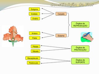 Constituição da FlorEstigmaEstileteCarpeloOvárioÓrgãos de REPRODUÇÃOAnteraEstameFiletePétalaÓrgãos de PROTECÇÃOSépalaReceptáculoÓrgãos de SUPORTEPedúnculo