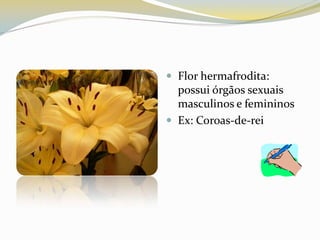 Flor hermafrodita: possui órgãos sexuais masculinos e femininosEx: Coroas-de-rei