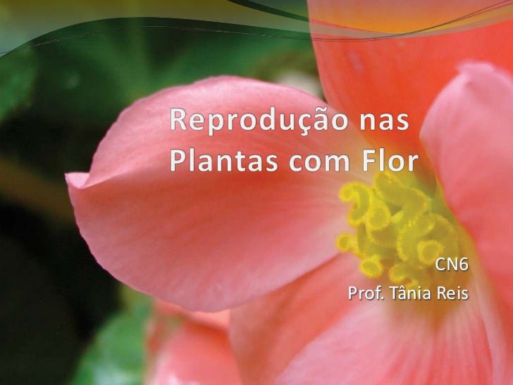 Reproduçãonas Plantas comFlor<br />CN6<br />Prof. Tânia Reis<br />
