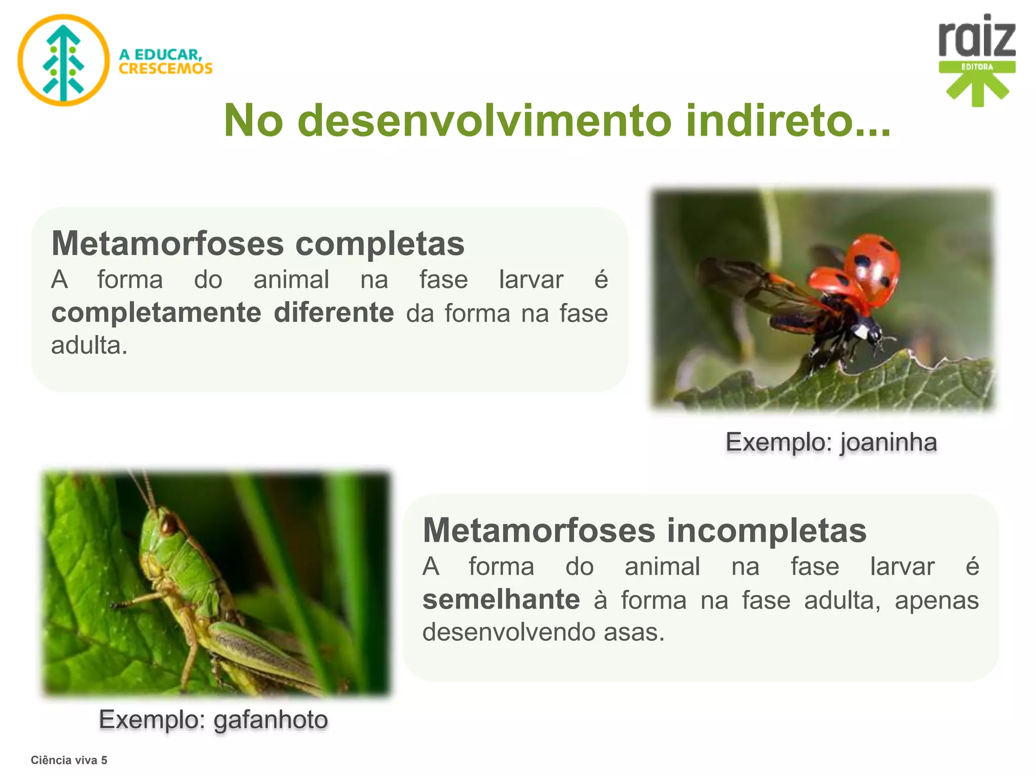 Reprodução desenvolvimento direto e indireto | PPTX | Biological ...