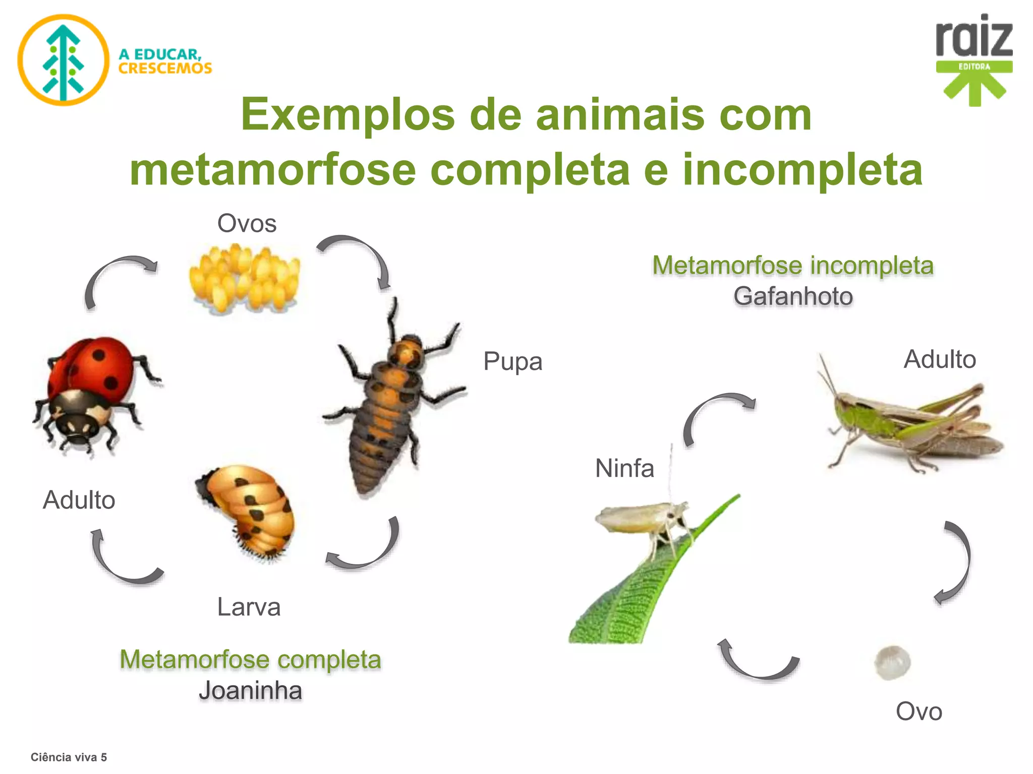Reprodução desenvolvimento direto e indireto | PPTX | Biological ...