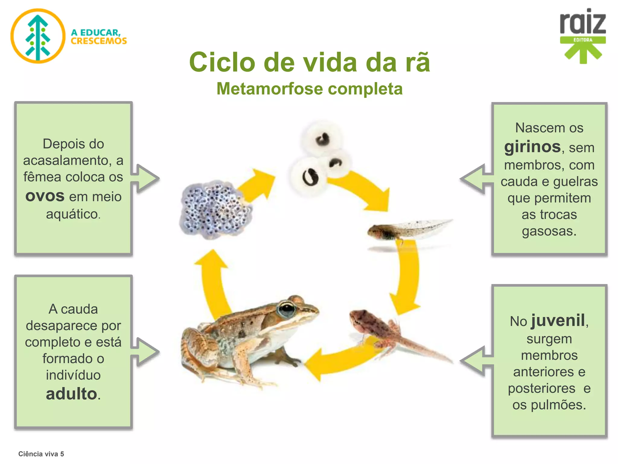 Reprodução desenvolvimento direto e indireto | PPTX | Biological ...