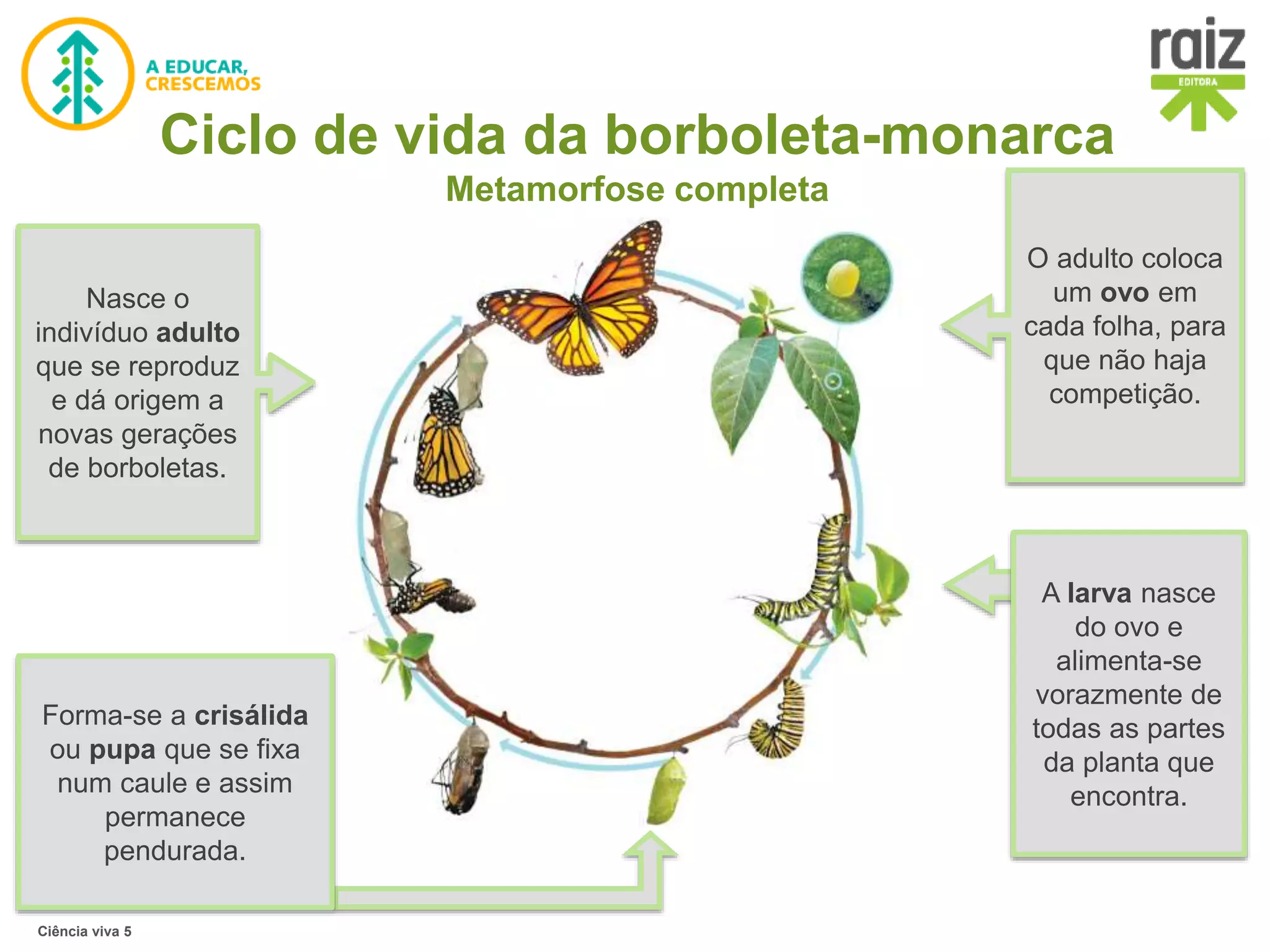 Reprodução desenvolvimento direto e indireto | PPTX | Biological ...