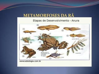 METAMORFOSES DA RÃ