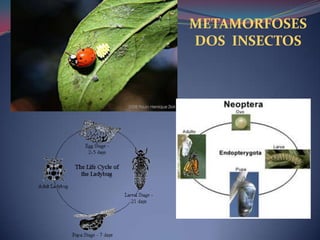 METAMORFOSES  DOS  INSECTOS