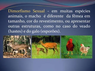 Dimorfismo Sexual - em muitas espécies animais, o macho  é diferente  da fêmea em tamanho, cor do revestimento, ou apresentar outras estruturas, como no caso do veado (hastes) e do galo (esporões).