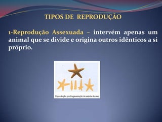 TIPOS DE  REPRODUÇÃO1-Reprodução Assexuada – intervém apenas um animal que se divide e origina outros idênticos a si próprio.