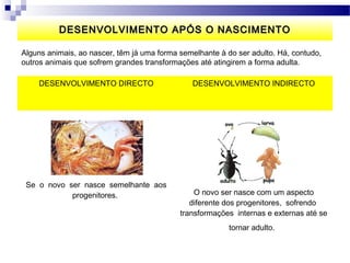 DESENVOLVIMENTO APÓS O NASCIMENTO

Alguns animais, ao nascer, têm já uma forma semelhante à do ser adulto. Há, contudo,
outros animais que sofrem grandes transformações até atingirem a forma adulta.

    DESENVOLVIMENTO DIRECTO                    DESENVOLVIMENTO INDIRECTO




 Se o novo ser nasce semelhante aos
            progenitores.                       O novo ser nasce com um aspecto
                                               diferente dos progenitores, sofrendo
                                            transformações internas e externas até se
                                                          tornar adulto.
 