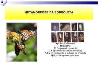 METAMORFOSE DA BORBOLETA




                    A) Ovo da borboleta
                        B) Lagarta
                  C) Preparando o casulo
             D e E) Dentro do casulo (crisálida)
         F,G e H) Rompendo a cutícula da crisálida
               I) Borboleta pronta para voar
 