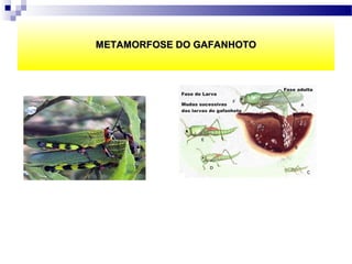 METAMORFOSE DO GAFANHOTO
 