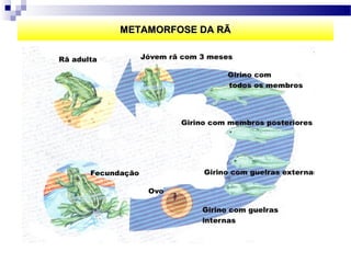 METAMORFOSE DA RÃ
 