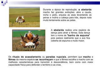 Durante a época da reprodução, a abetarda
                              macho faz grandes exibições: abre a cauda,
                              incha o peito, arqueia as asas levantando as
                              penas e inclina a cabeça para trás, depois roda
                              muito lentamente sobre as patas.



                                     A abetarda realiza uma espécie de
                                     dança para atrair a fêmea. Esta dança
                                     tem o nome de “banho de espuma”
                                     pois parece realmente que a ave fica
                                     coberta de espuma e muito maior.




Os rituais de acasalamento ou paradas nupciais, permitem que macho e
                                                   nupciais
fêmea da mesma espécie se reconheçam e que a fêmea escolha o macho com as
melhores características para transmitir à descendência, bem como com maior
capacidade física para defender o território e as crias.
 