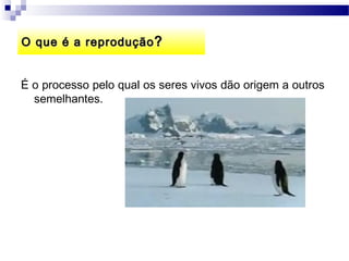 O que é a reprodução ?


É o processo pelo qual os seres vivos dão origem a outros
  semelhantes.
 