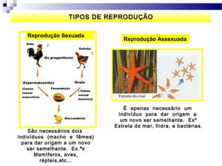 TIPOS DE REPRODUÇÃO

   Reprodução Sexuada
                                 Reprodução Assexuada




                                 É apenas necessário um
                               indivíduo para dar origem a
                                um novo ser semelhante. Exº
                              Estrela do mar, hidra, e bactérias.
    São necessários dois
indivíduos (macho e fêmea)
  para dar origem a um novo
    ser semelhante. Ex.ªs
       Mamíferos, aves,
         répteis,etc…
 