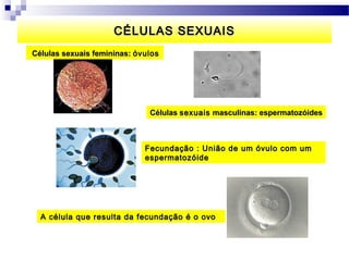 CÉLULAS SEXUAIS
Células sexuais femininas: óvulos




                              Células sexuais masculinas: espermatozóides



                             Fecundação : União de um óvulo com um
                             espermatozóide




  A célula que resulta da fecundação é o ovo
 