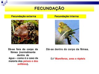 FECUNDAÇÃO
  Fecundação externa             Fecundação interna




Dá-se fora do corpo da     Dá-se dentro do corpo da fêmea.
 fêmea (normalmente
       dentro de
água – como é o caso da       Exº Mamíferos, aves e répteis
maioria dos peixes e dos
       anfíbios).
 