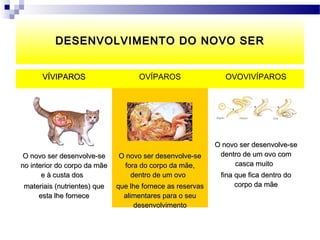 DESENVOLVIMENTO DO NOVO SER


      VÍVIPAROS                      OVÍPAROS                  OVOVIVÍPAROS




                                                            O novo ser desenvolve-se
 O novo ser desenvolve-se     O novo ser desenvolve-se       dentro de um ovo com
no interior do corpo da mãe     fora do corpo da mãe,            casca muito
       e à custa dos              dentro de um ovo           fina que fica dentro do
materiais (nutrientes) que    que lhe fornece as reservas         corpo da mãe
    esta lhe fornece            alimentares para o seu
                                   desenvolvimento
 