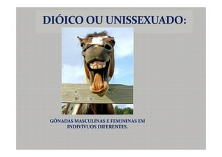 GÔNADAS MASCULINAS E FEMININAS EM
     INDIVÍVUOS DIFERENTES.
 