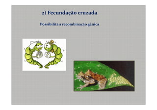 2) Fecundação cruzada

Possibilita a recombinação gênica
 