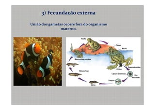 3) Fecundação externa

União dos gametas ocorre fora do organismo
                materno.
 
