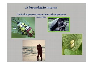 4) Fecundação interna

União dos gametas ocorre dentro do organismo
                 materno.
 