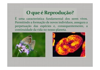 É uma característica fundamental dos seres vivos.
Permitindo a formação de novos indivíduos, assegura a
perpetuação das espécies e, consequentemente, a
continuidade da vida no nosso planeta.
 