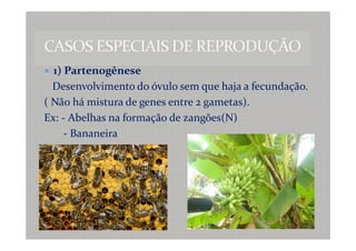1) Partenogênese
  Desenvolvimento do óvulo sem que haja a fecundação.
( Não há mistura de genes entre 2 gametas).
Ex: - Abelhas na formação de zangões(N)
     - Bananeira
 