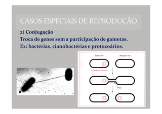 2) Conjugação
Troca de genes sem a participação de gametas.
Ex: bactérias, cianobactérias e protozoários.
 