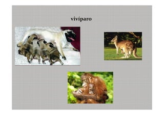 vivíparo
 