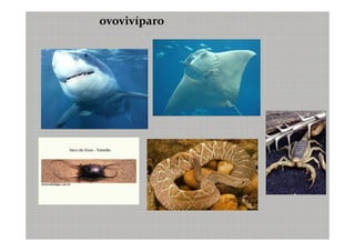 ovovivíparo
 