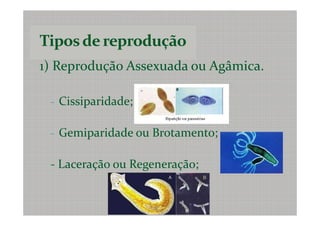 1) Reprodução Assexuada ou Agâmica.

 - Cissiparidade;


 - Gemiparidade ou Brotamento;


 - Laceração ou Regeneração;
 