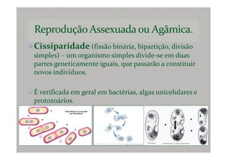 Cissiparidade (fissão binária, bipartição, divisão
simples) – um organismo simples divide-se em duas
partes geneticamente iguais, que passarão a constituir
novos indivíduos.

É verificada em geral em bactérias, algas unicelulares e
protozoários.
 