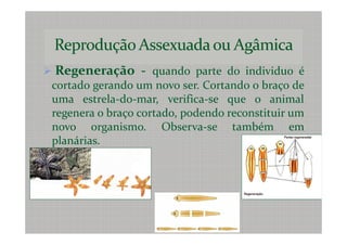 Regeneração - quando parte do individuo é
cortado gerando um novo ser. Cortando o braço de
uma estrela-do-mar, verifica-se que o animal
regenera o braço cortado, podendo reconstituir um
novo organismo. Observa-se também em
planárias.
 