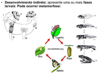 • Desenvolvimento indireto: apresenta uma ou mais fases
  larvais: Pode ocorrer metamorfose:
 