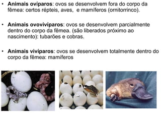 • Animais ovíparos: ovos se desenvolvem fora do corpo da
  fêmea: certos répteis, aves, e mamíferos (ornitorrinco).

• Animais ovovivíparos: ovos se desenvolvem parcialmente
  dentro do corpo da fêmea. (são liberados próximo ao
  nascimento): tubarões e cobras.

• Animais vivíparos: ovos se desenvolvem totalmente dentro do
  corpo da fêmea: mamíferos
 