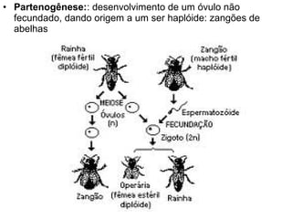 • Partenogênese:: desenvolvimento de um óvulo não
  fecundado, dando origem a um ser haplóide: zangões de
  abelhas
 