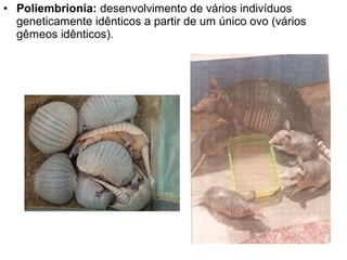 • Poliembrionia: desenvolvimento de vários indivíduos
  geneticamente idênticos a partir de um único ovo (vários
  gêmeos idênticos).
 