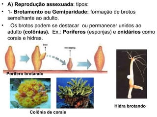 • A) Reprodução assexuada: tipos:
• 1- Brotamento ou Gemiparidade: formação de brotos
  semelhante ao adulto.
• Os brotos podem se destacar ou permanecer unidos ao
  adulto (colônias). Ex.: Poríferos (esponjas) e cnidários como
  corais e hidras.




  Porífero brotando




                                              Hidra brotando
            Colônia de corais
 