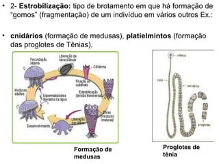 • 2- Estrobilização: tipo de brotamento em que há formação de
  “gomos” (fragmentação) de um indivíduo em vários outros Ex.:

• cnidários (formação de medusas), platielmintos (formação
  das proglotes de Tênias).




                     Formação de               Proglotes de
                     medusas                   tênia
 