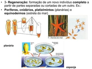 • 3- Regeneração: formação de um novo indivíduo completo a
  partir de partes separadas ou cortadas de um outro. Ex.:
• Poríferos, cnidários, platielmintos (planárias) e
  equinodermos (estrela do mar)
                                            Estrela do mar




 planária




                                           esponja
 