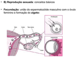 • B) Reprodução sexuada: conceitos básicos

• Fecundação: união do espermatozóide masculino com o óvulo
  feminino e formação do zigoto:
 
